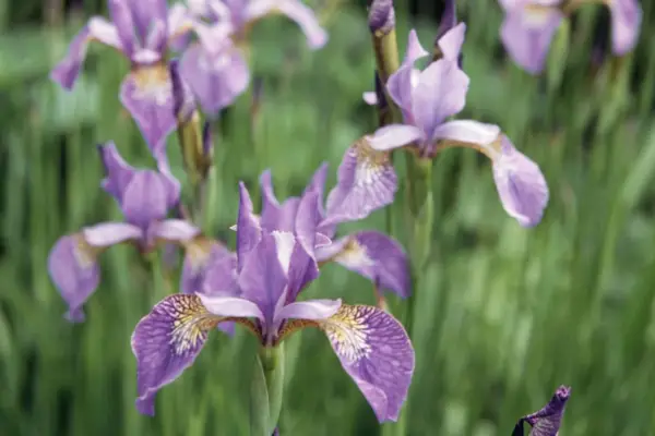 Iris Sibirica