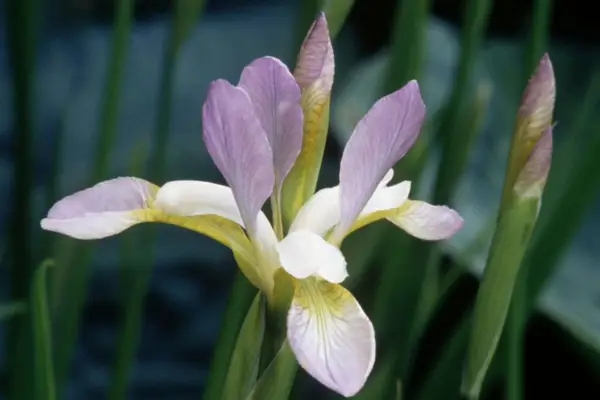 Iris Sibirica „Summer Sky”