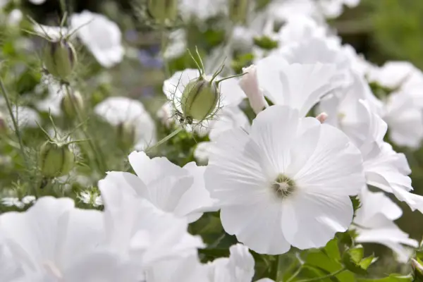 Lavatera Tribestris 'Mont Blanc'