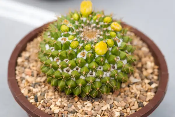 Marksiana Mammillaria