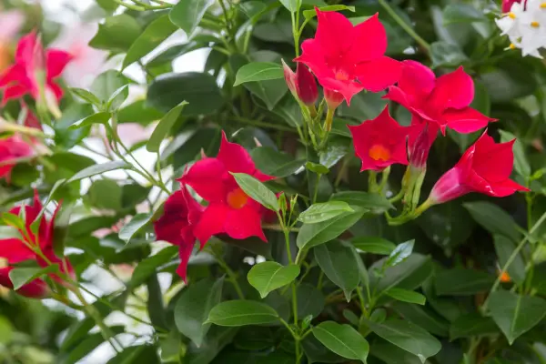 Mandevilla 'Sundavilla Red'