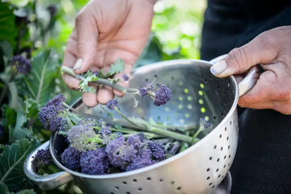 Nove colture da raccogliere a marzo