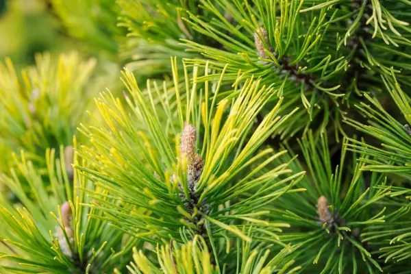 Pinus Mugo 'Winter Gold'
