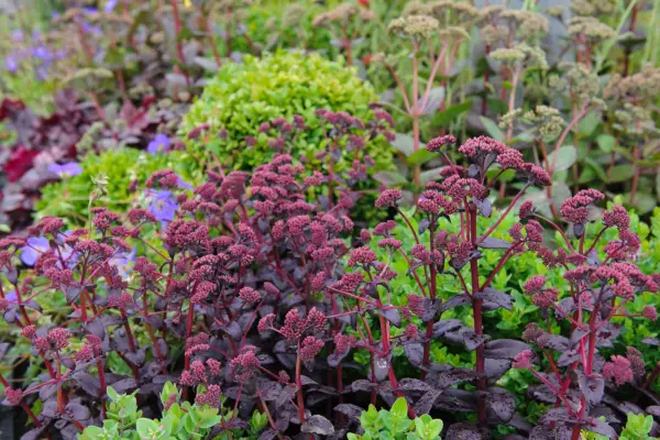 Sedum telephium 