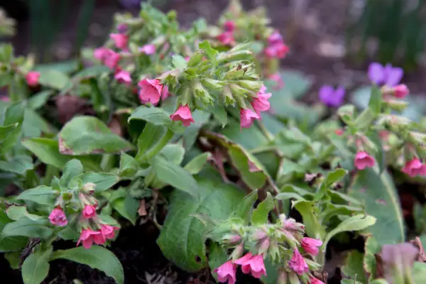 Pulmonaria rubra