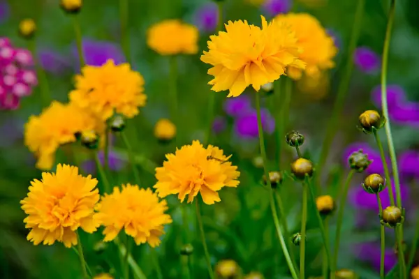 Coreopsis grandiflora 