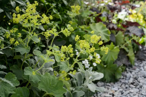 Alchemilla mollis