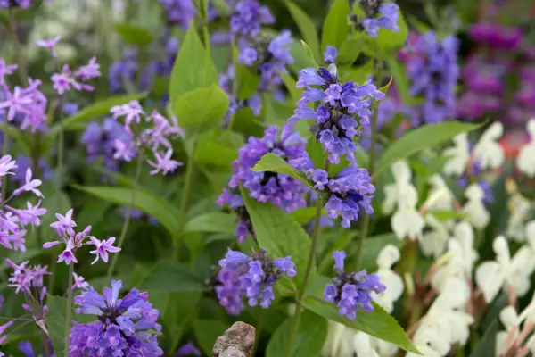 Nepeta subsessilis