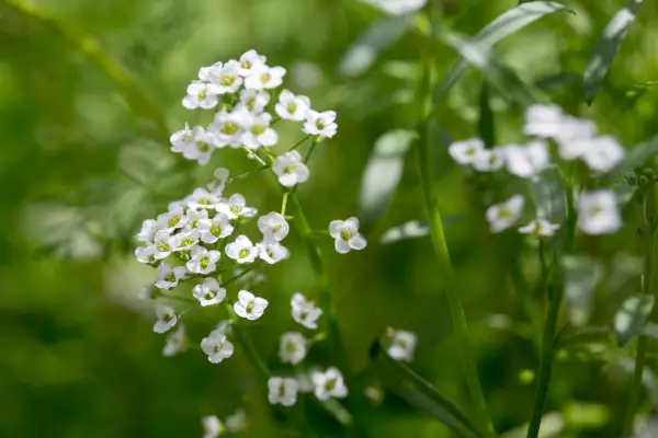 Sweet alyssum, Lobularia maritima