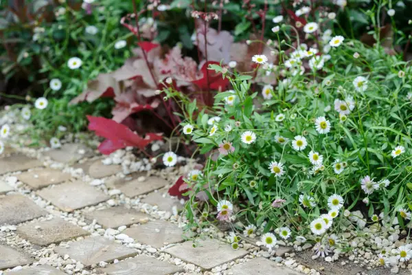 Daisy-like flowers of sprawling erigeron planted with purple heuchera