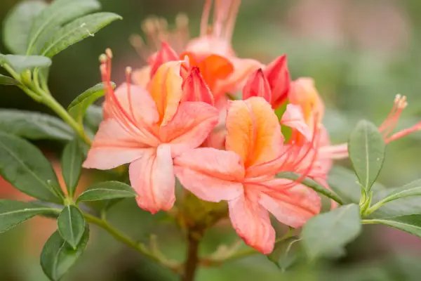 How to grow azaleas