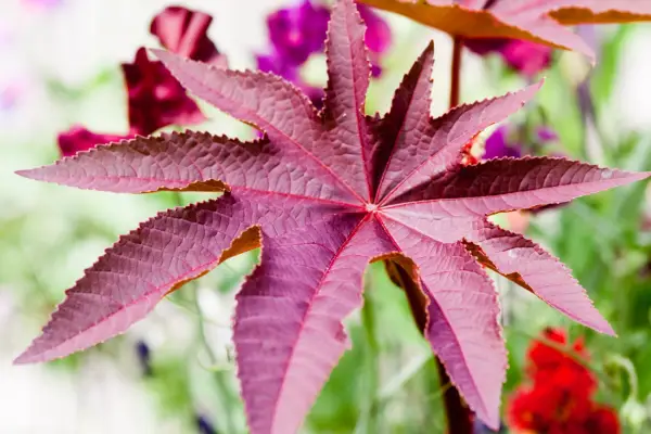 Plants dangerous to pets