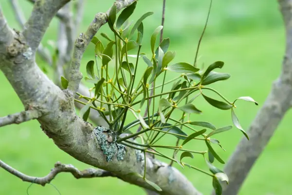 Mistletoe growing on an apple tree