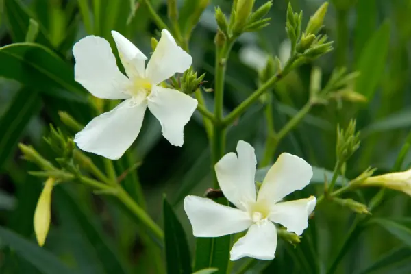 Oleander flowers