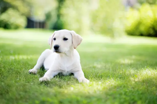 Labrador puppy in garden UK Getty Images