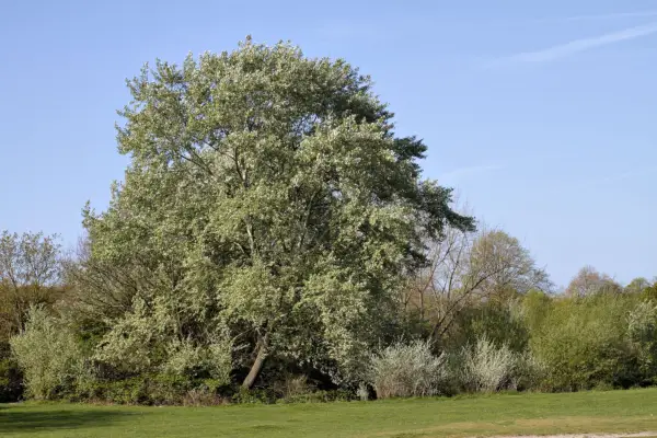 White poplar tree. Getty Images