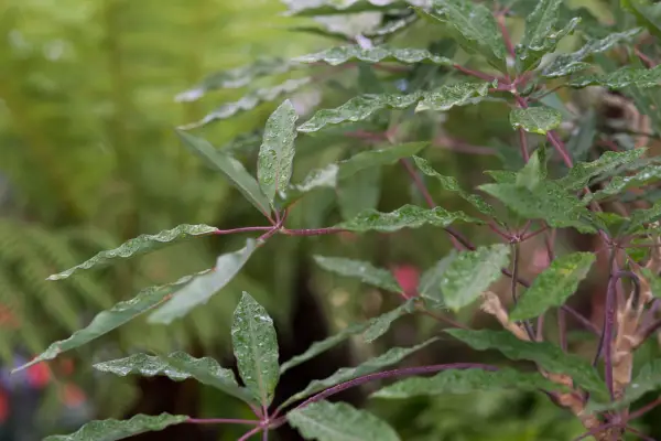 Schefflera brevipedicellata
