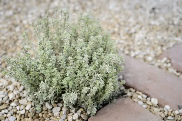 Thymus Citriodorus '' Variegata '