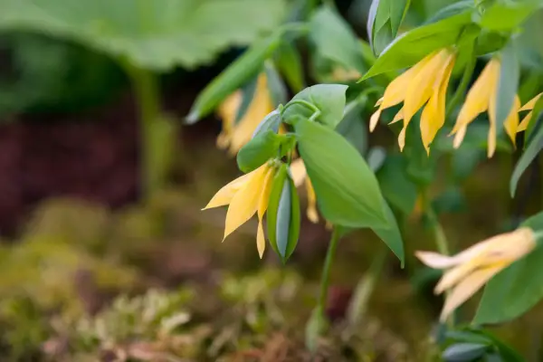 Uvularia grandiflora var. Pallida