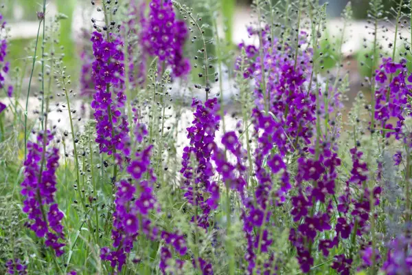 Verbascum phoenicium 'vuletta'