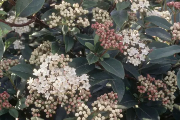 Viburnum tinus 'gwenllian'