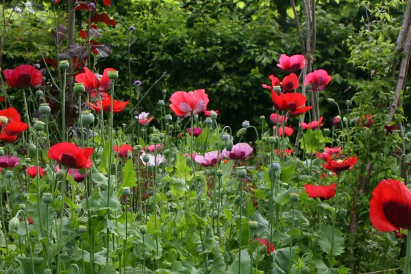 Mixed opium poppies