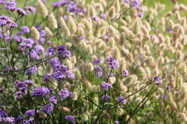 Lagarus ovatus bunny tails