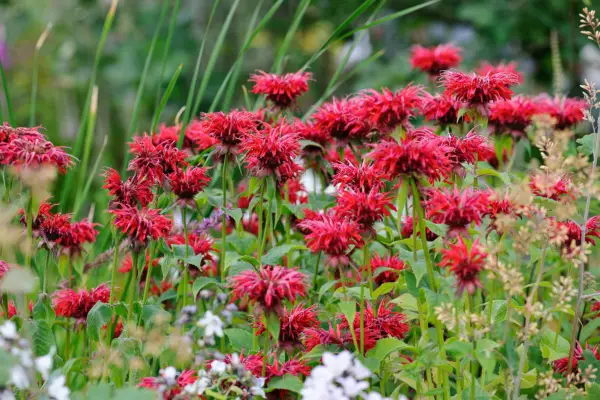Brilliant red flowers of bergamot 