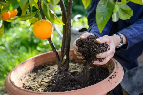 Mulching an orange tree growing in a pot
