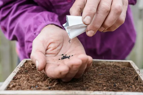 What to plant in April