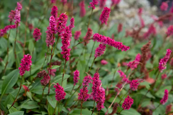 Persicaria