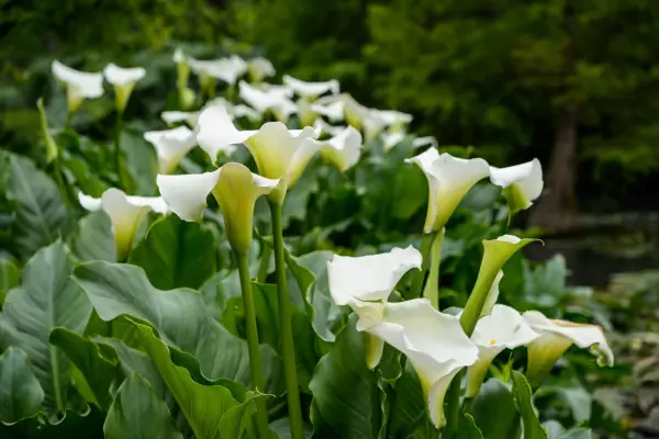 Zantedeschia 