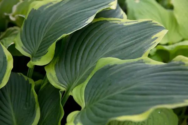 Hosta 