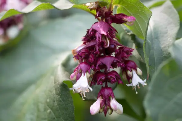 Leycesteria formosa Himalayan honeysuckle