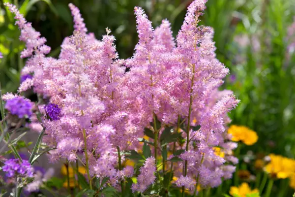 Astilbe goat beard