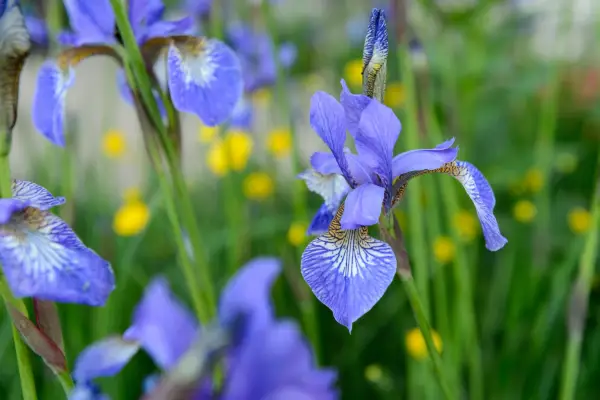 Iris sibirica 
