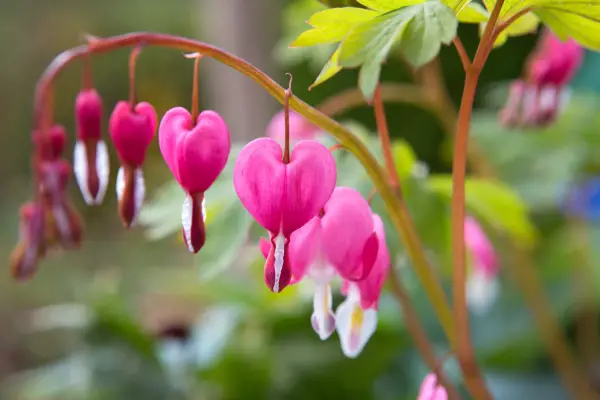 Lamprocapnos spectabilis