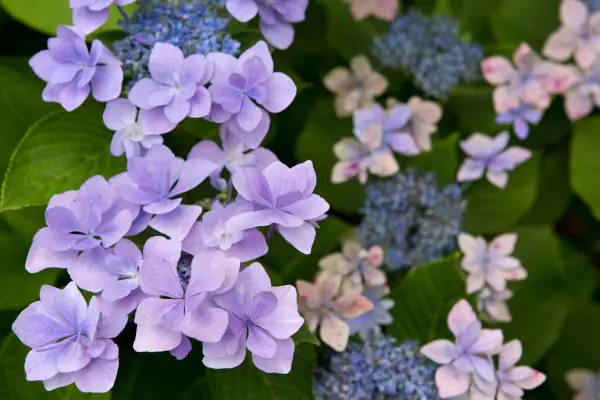 Hydrangea macrophylla 
