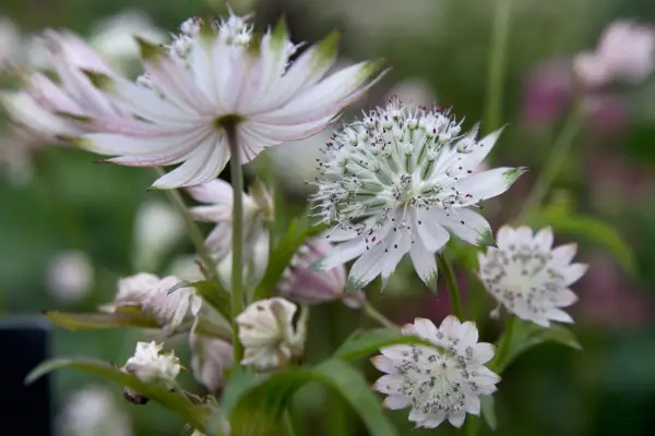Astrantia major subsp. involucrata 