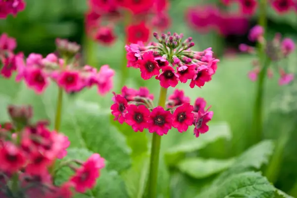 Primula japonica 