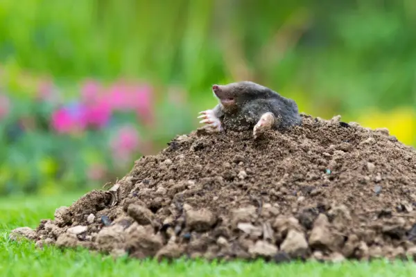 Mole on a mole hill. Getty Images