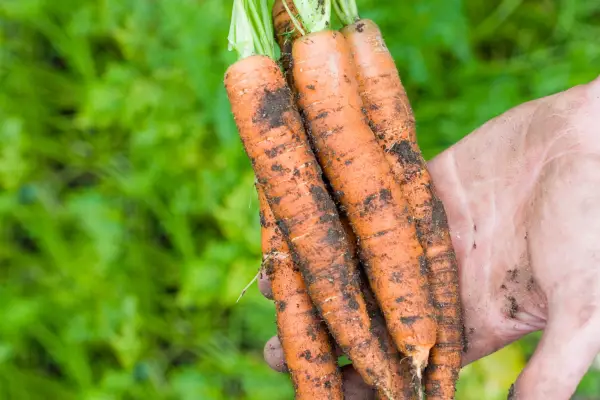 Choose resistant carrot varieties