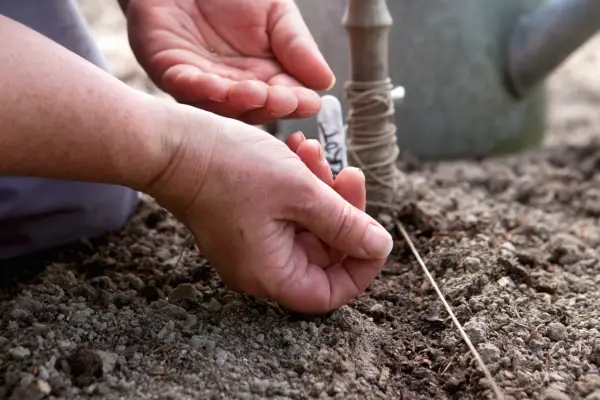 Avoid thinning out carrots