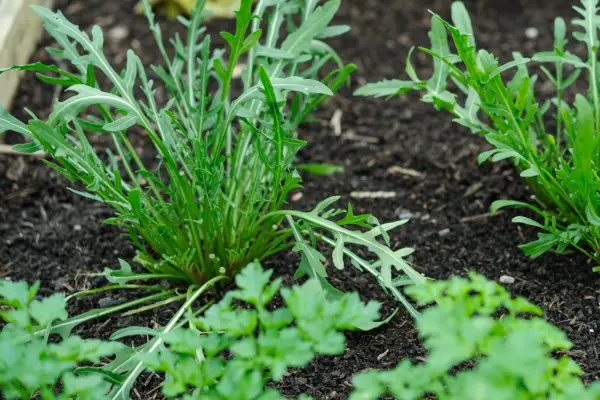 Grow carrots among other crops