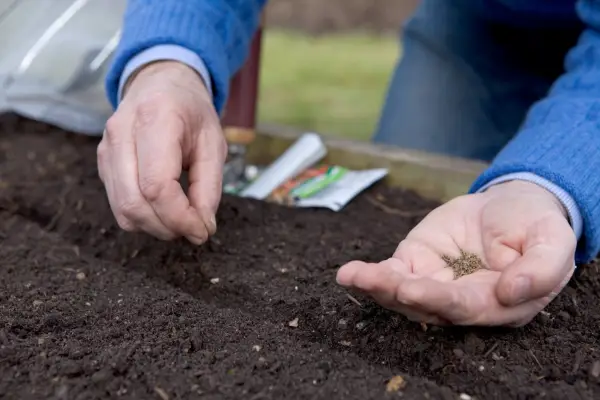 Sowing carrot seeds