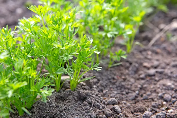 Carrot seedlings in a bed