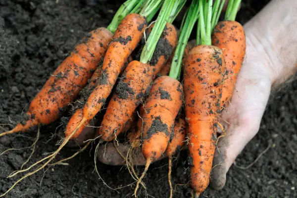 Harvesting carrots