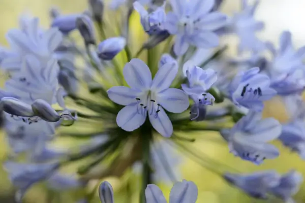 אגפנתוס 'ירח כחול'