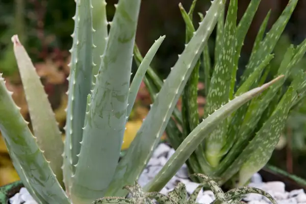 Aloe vera