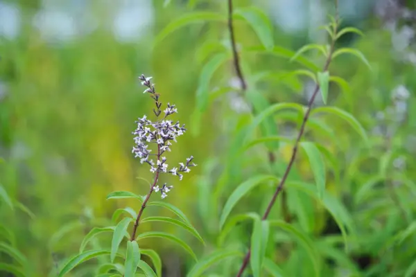 Aloysia citrodora